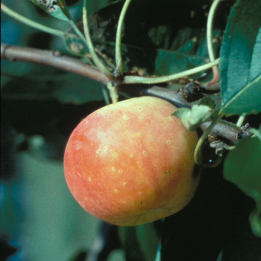 Hewes Crab Apple Tree (Malus cv.)