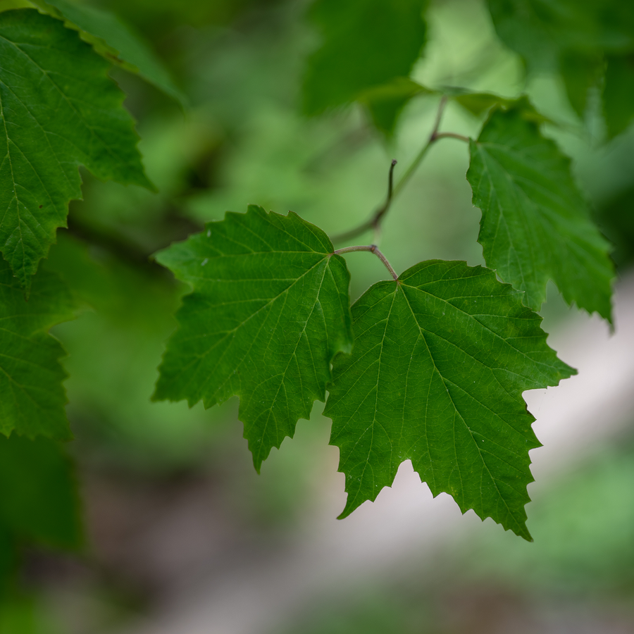 Bare Root Mapleleaf Viburnum (Viburnum acerifolium)