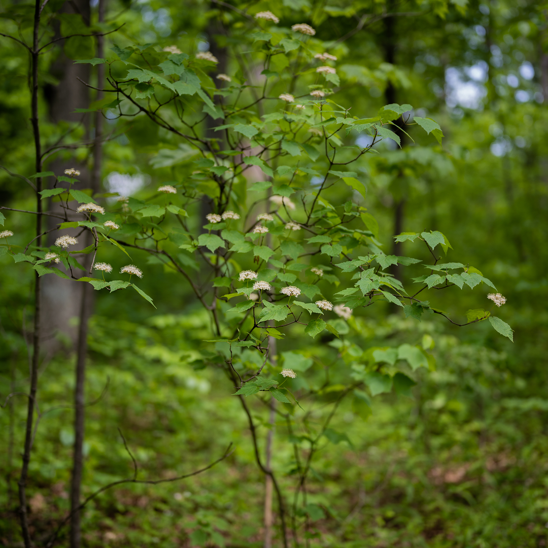 Bare Root Mapleleaf Viburnum (Viburnum acerifolium)