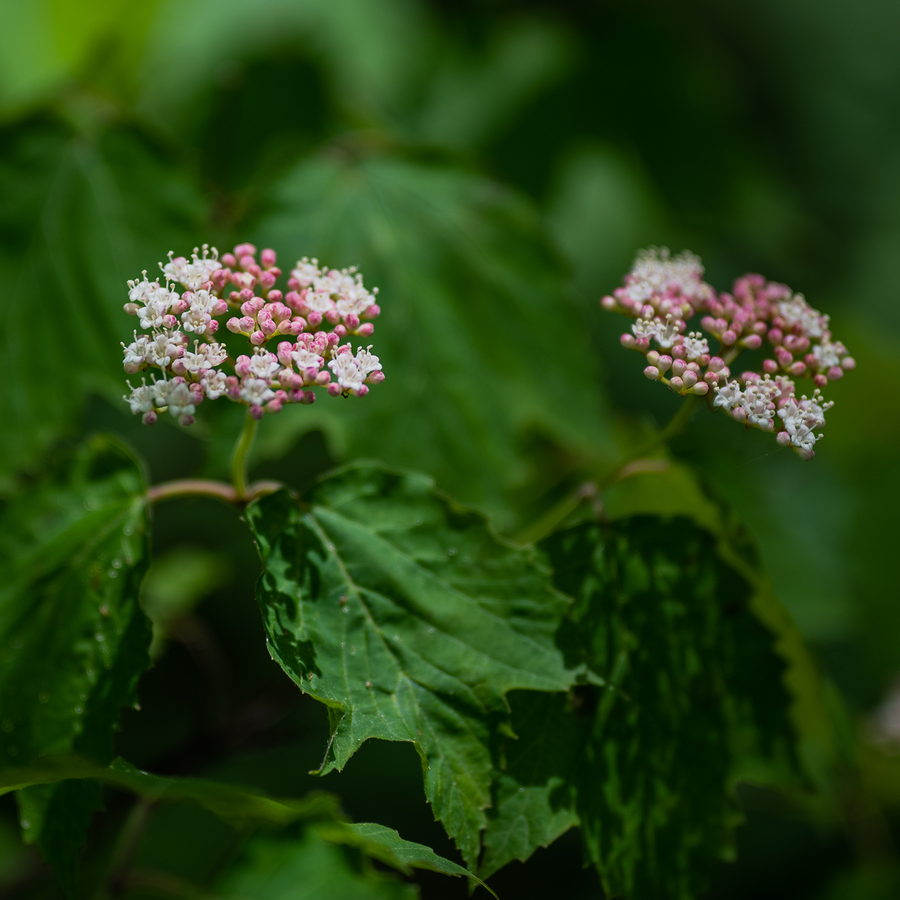 Bare Root Mapleleaf Viburnum (Viburnum acerifolium)