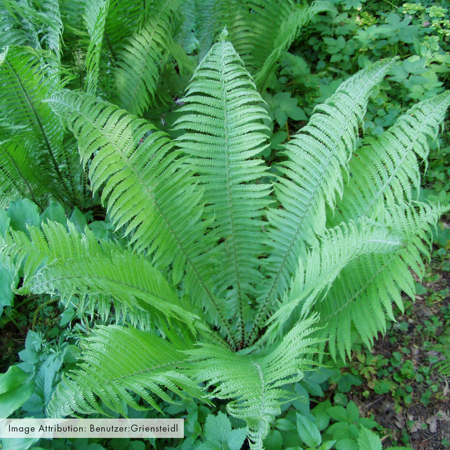 Ostrich Fern (Matteuccia struthiopteris)