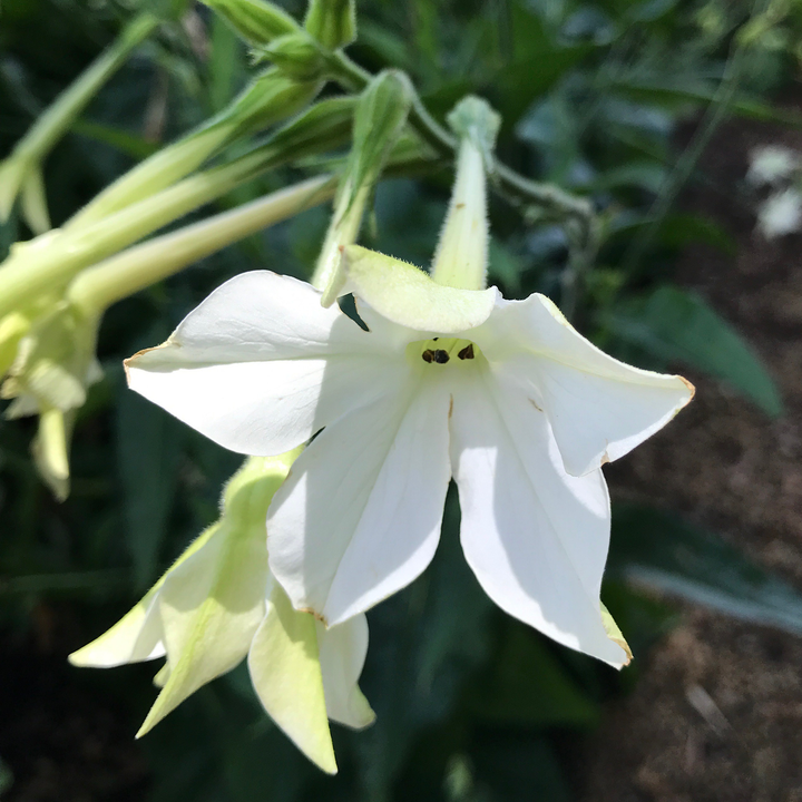 Flowering Tobacco Seeds (Nicotiana alata)