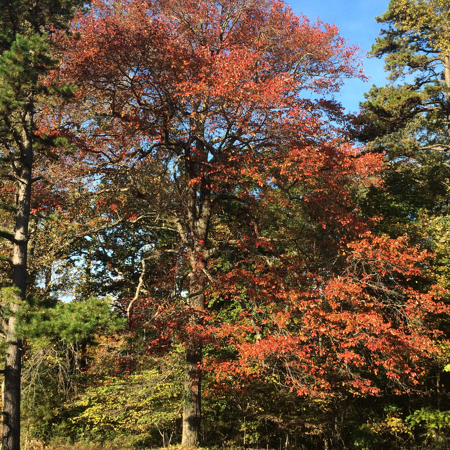 Black Gum (Nyssa sylvatica)