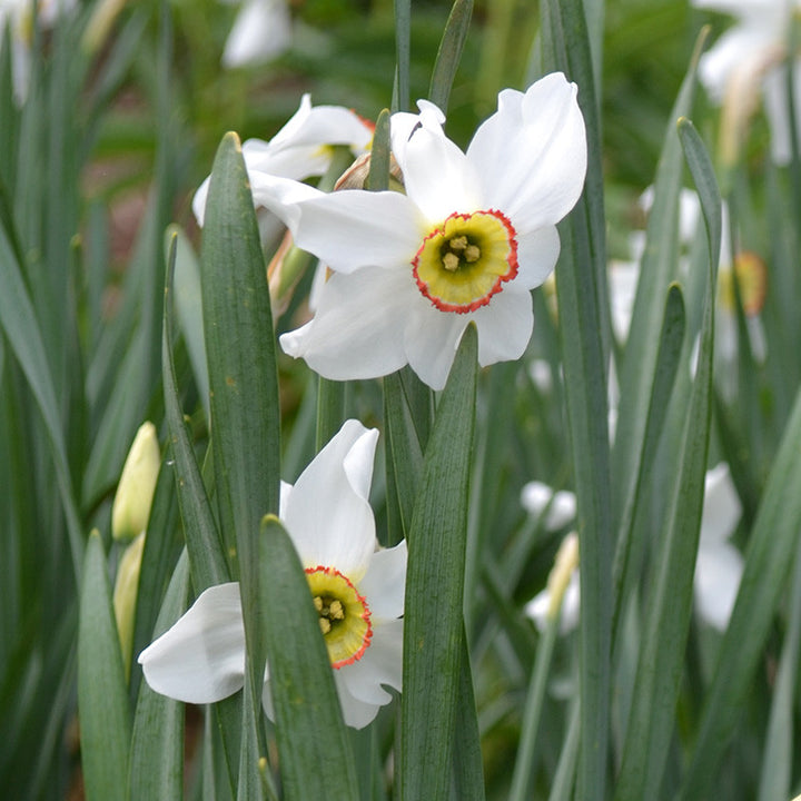 Pheasant's Eye Daffodil (Narcissus poeticus recurvus)