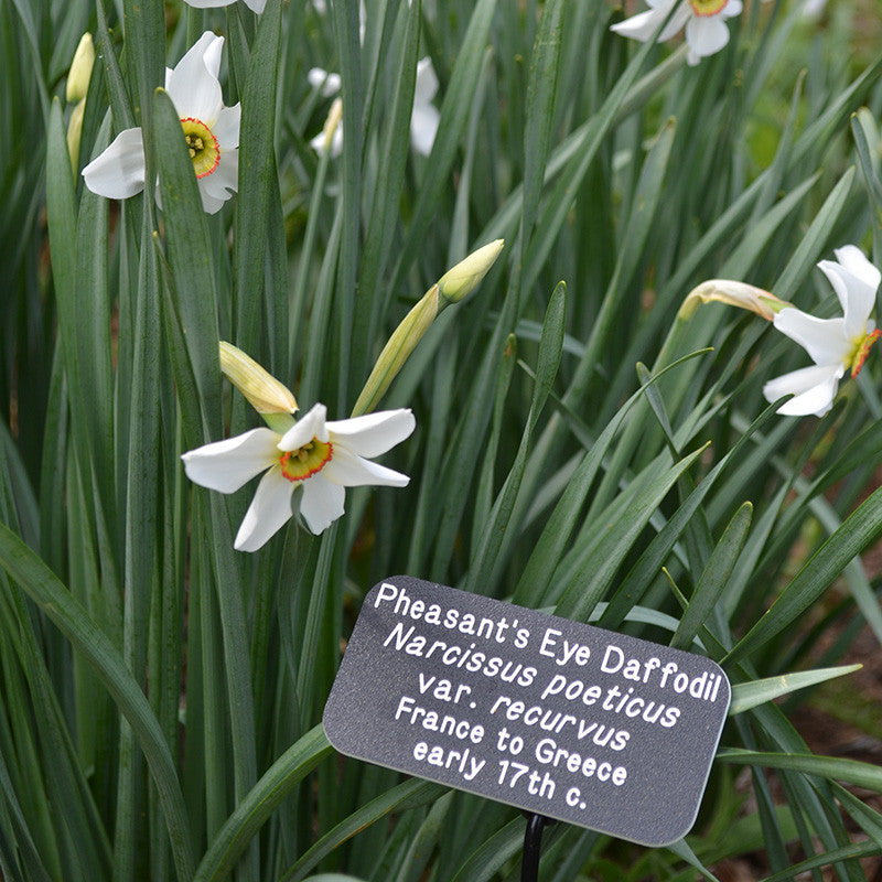 Pheasant's Eye Daffodil (Narcissus poeticus recurvus)