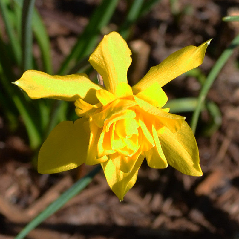 Double Campernelle (Narcissus x odorus ‘Plenus’)