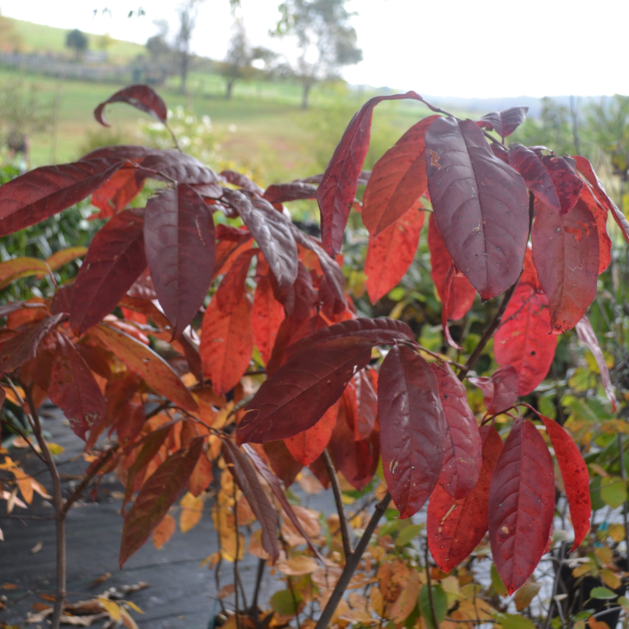 Sourwood (Oxydendrum arboreum)