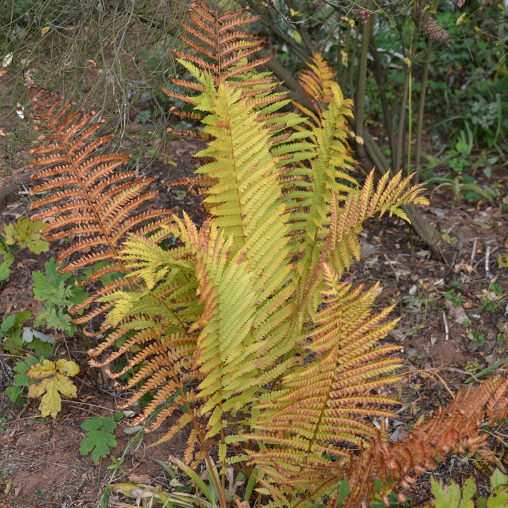 Bare Root Cinnamon Fern (Osmunda cinnamomea)