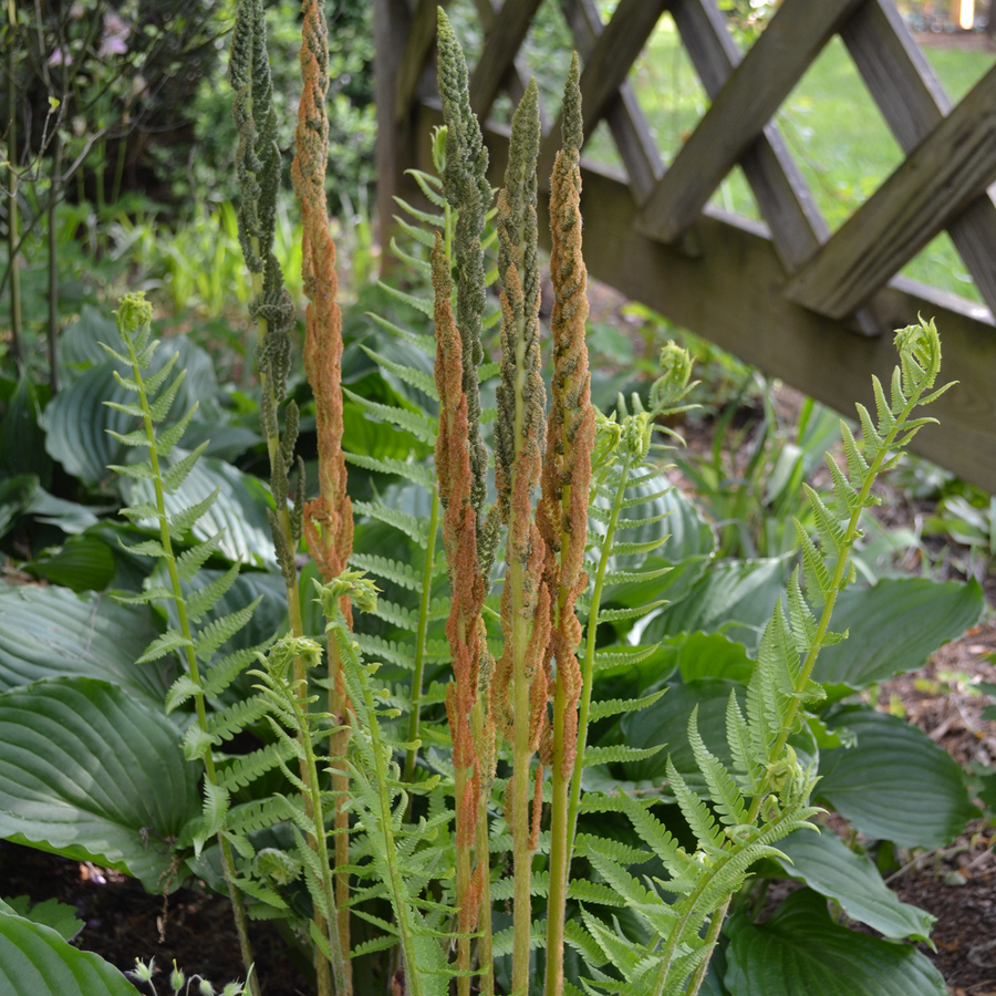 Cinnamon Fern (Osmunda cinnamomea)