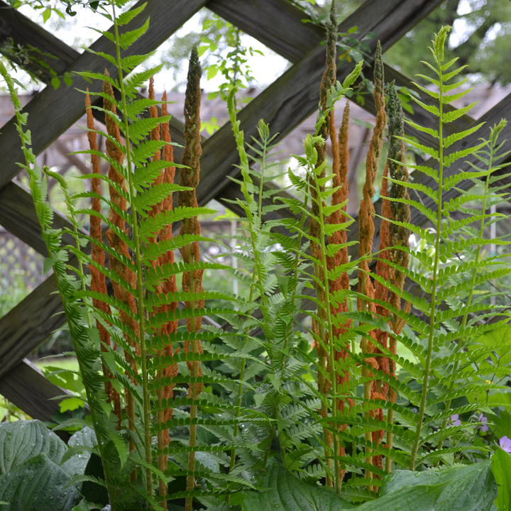 Cinnamon Fern (Osmunda cinnamomea)