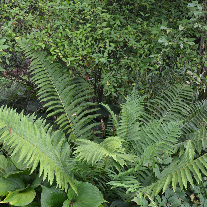 Bare Root Cinnamon Fern (Osmunda cinnamomea)