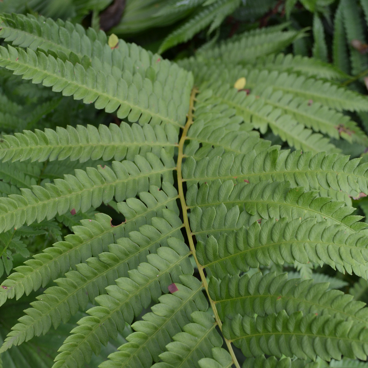 Cinnamon Fern (Osmunda cinnamomea)