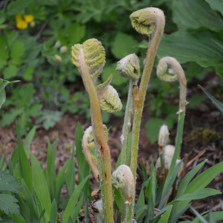 Cinnamon Fern (Osmunda cinnamomea)