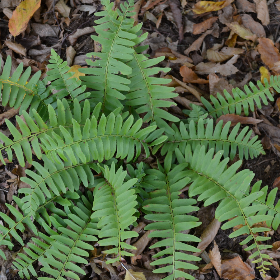 Christmas Fern (Polystichum acrostichoides)