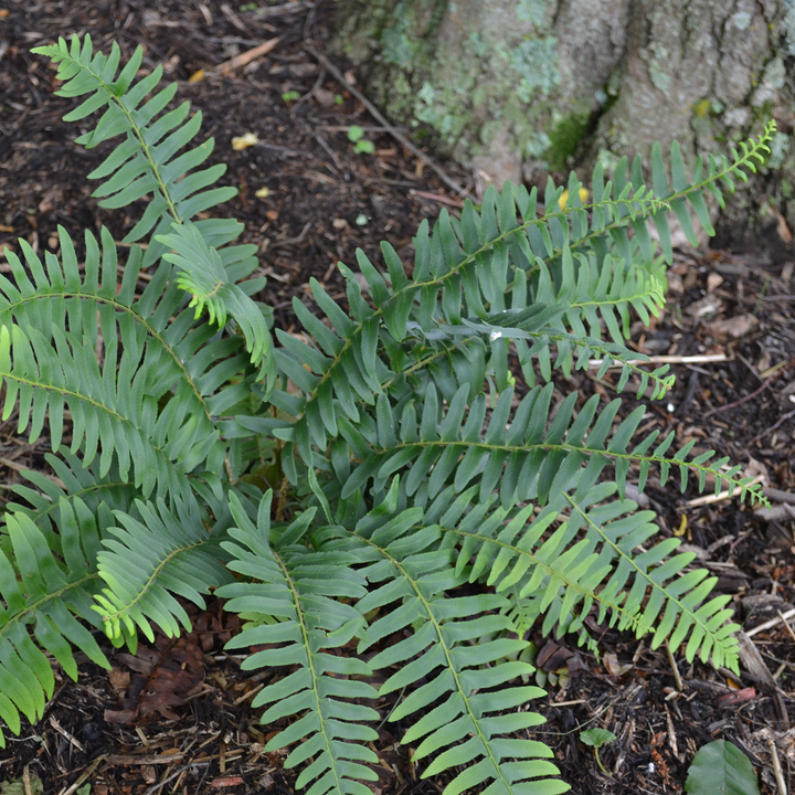 Christmas Fern (Polystichum acrostichoides)