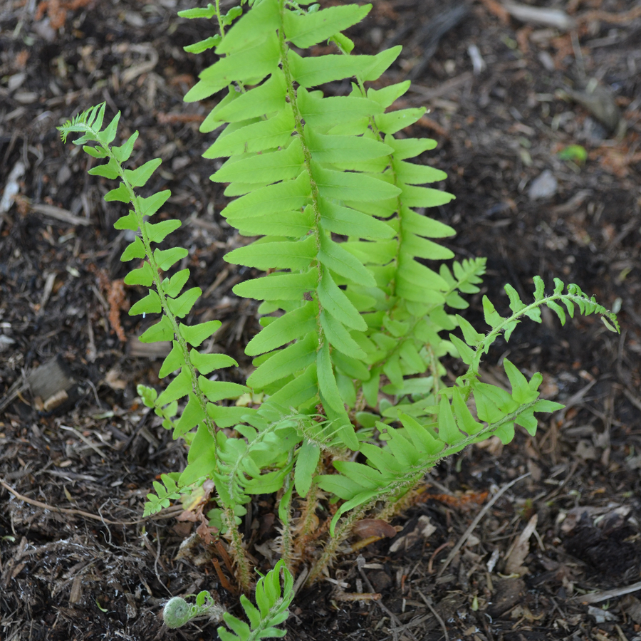 Christmas Fern (Polystichum acrostichoides)