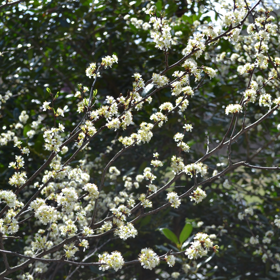 Bare Root Chickasaw Plum (Prunus angustifolia)