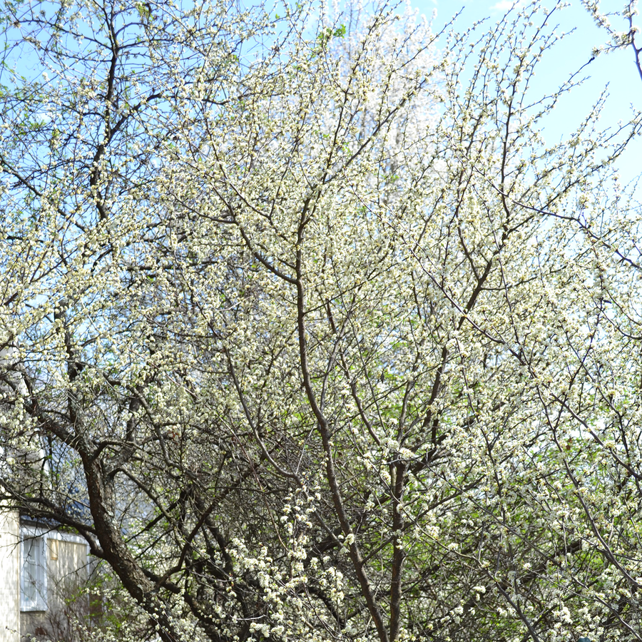 Bare Root Chickasaw Plum (Prunus angustifolia)