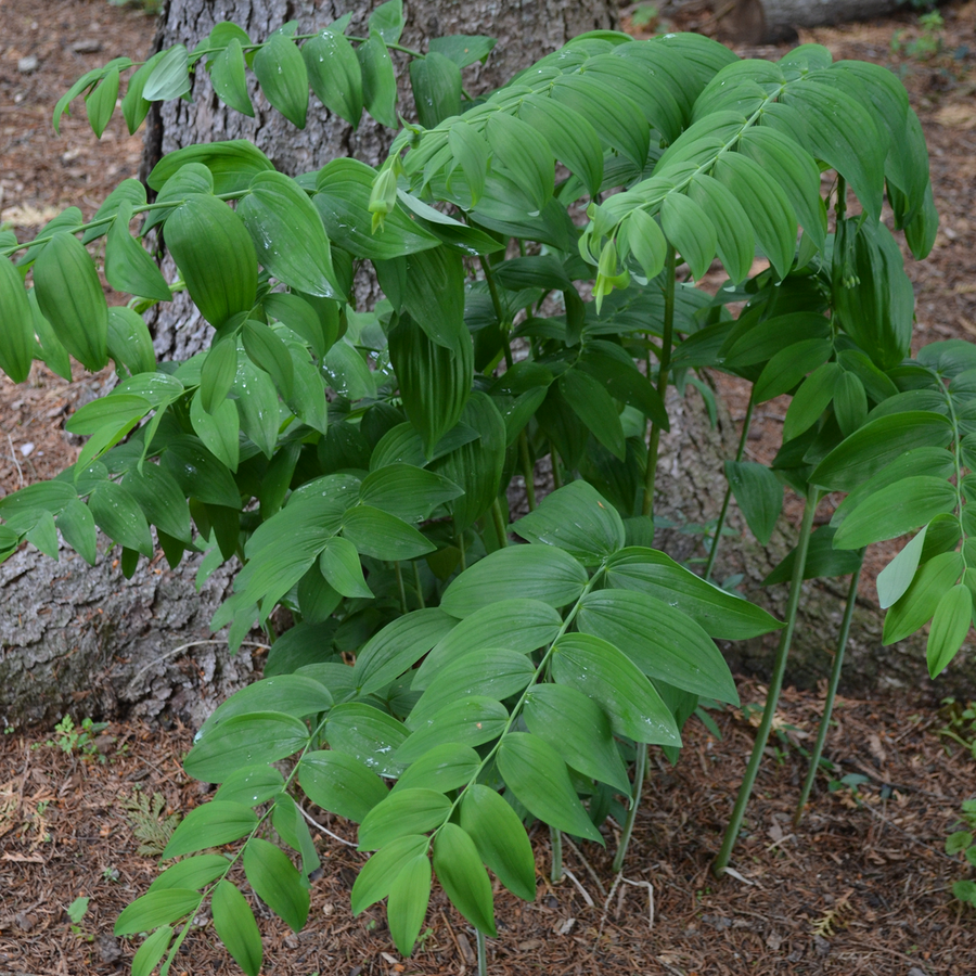 Solomon's Seal (Polygonatum biflorum)