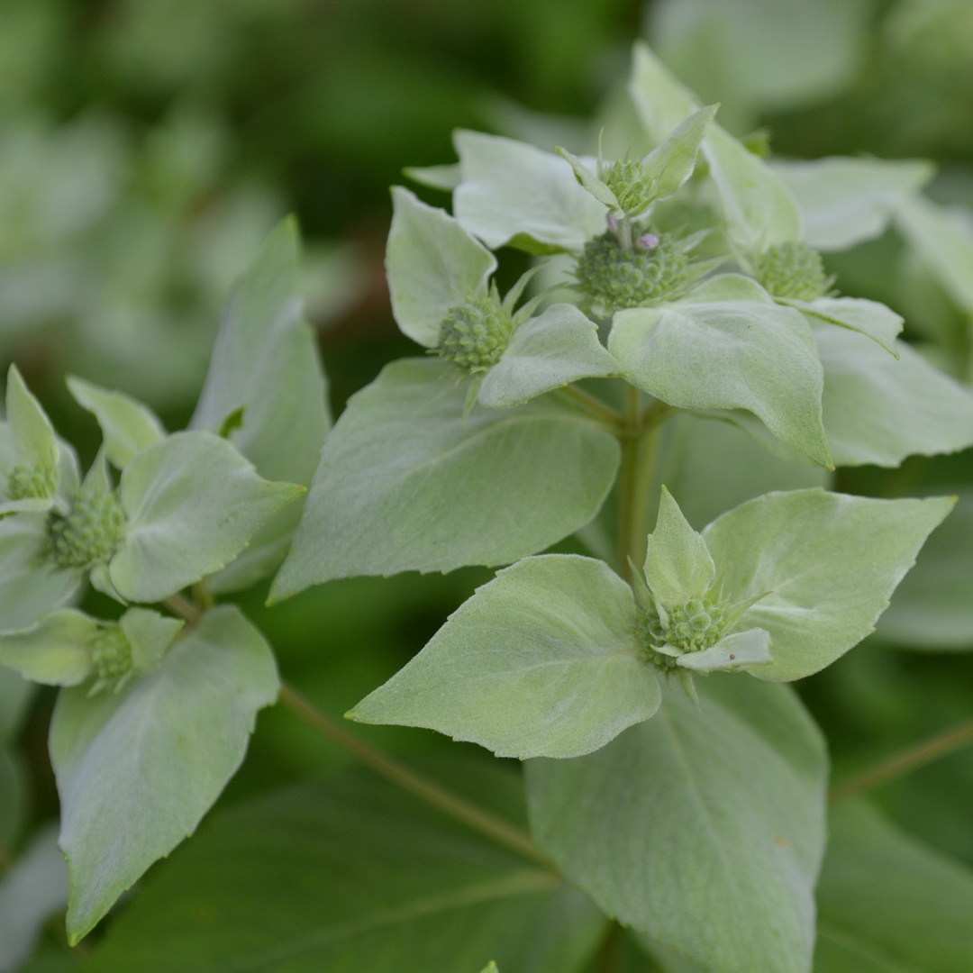 Short-Toothed Mountain Mint (Pycnanthemum muticum)