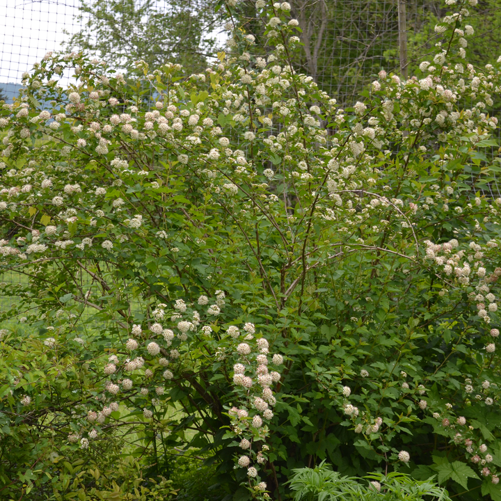 Eastern Ninebark (Physocarpus opulifolius)