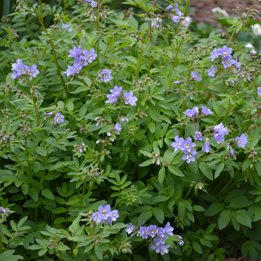 Jacob's Ladder (Polemonium reptans)