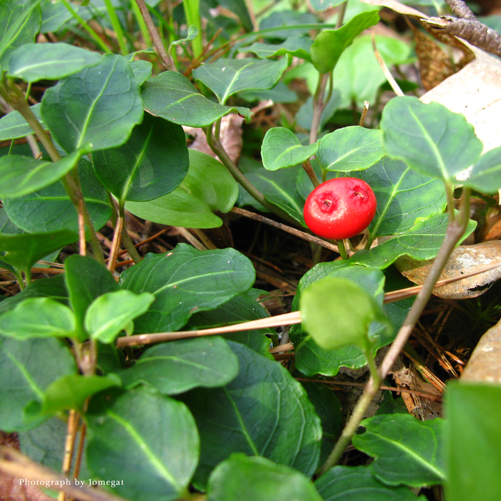 Bare Root Partridge Berry (Mitchella repens)