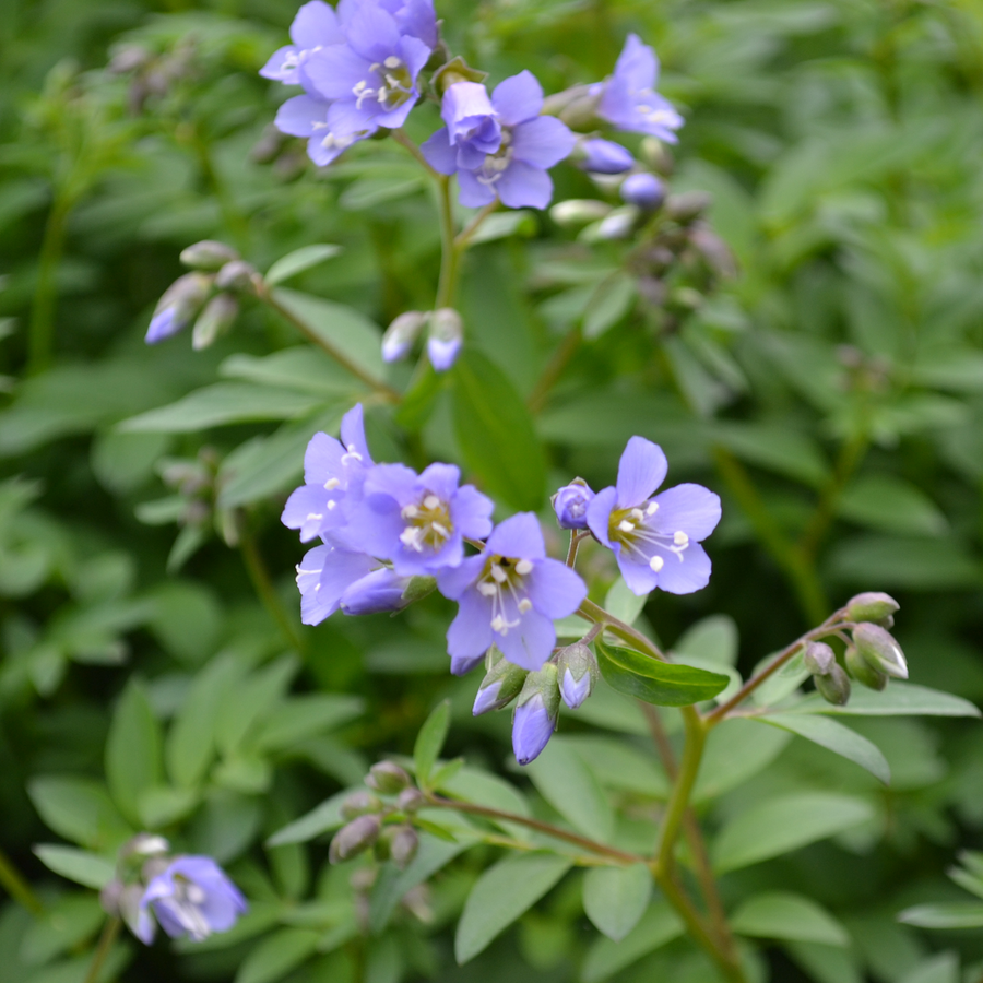 Jacob's Ladder (Polemonium reptans)