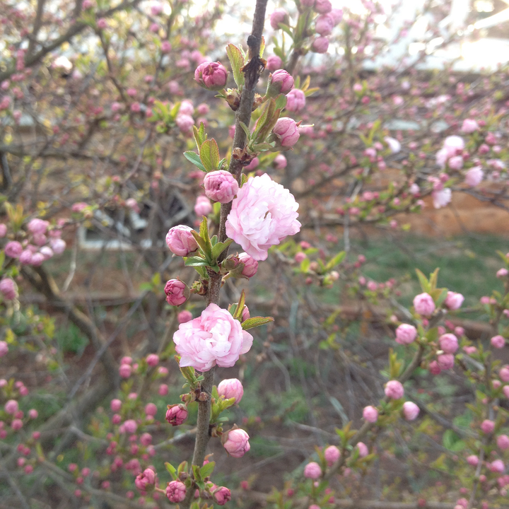 Bare Root Dwarf Flowering Almond (Prunus glandulosa 'Rosea Plena')