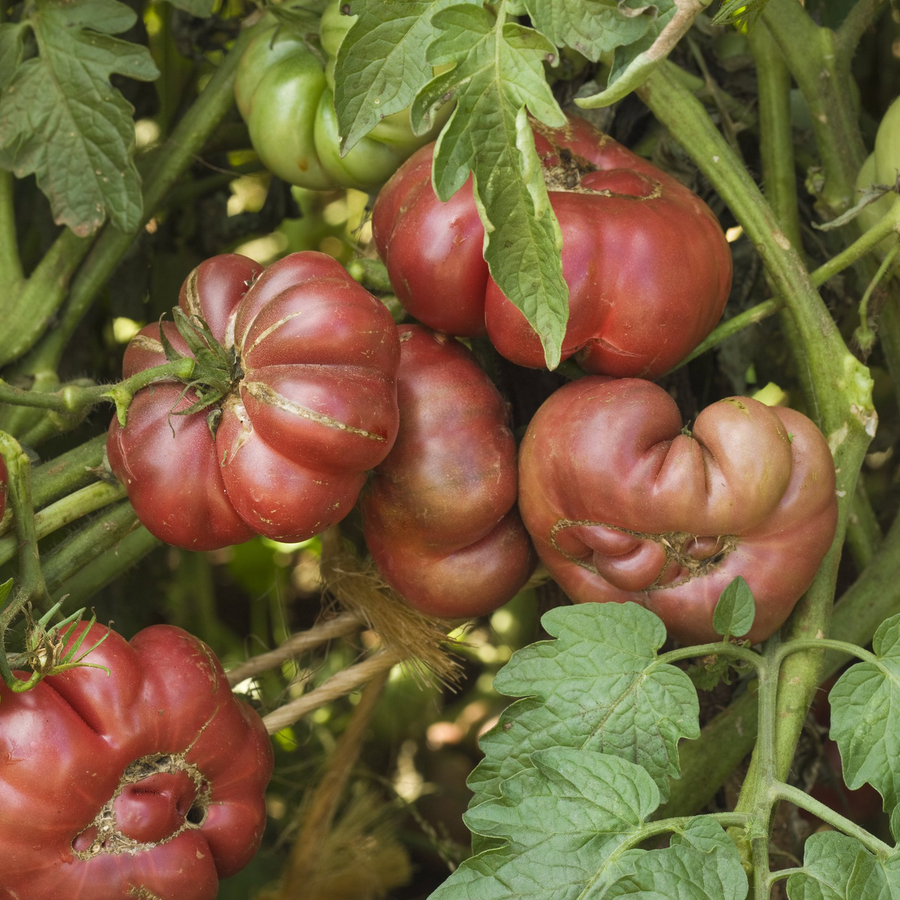 Purple Calabash Tomato Seeds (Solanum lycopersicum cv.)