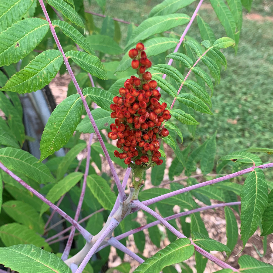 Bare Root Smooth Sumac (Rhus glabra)