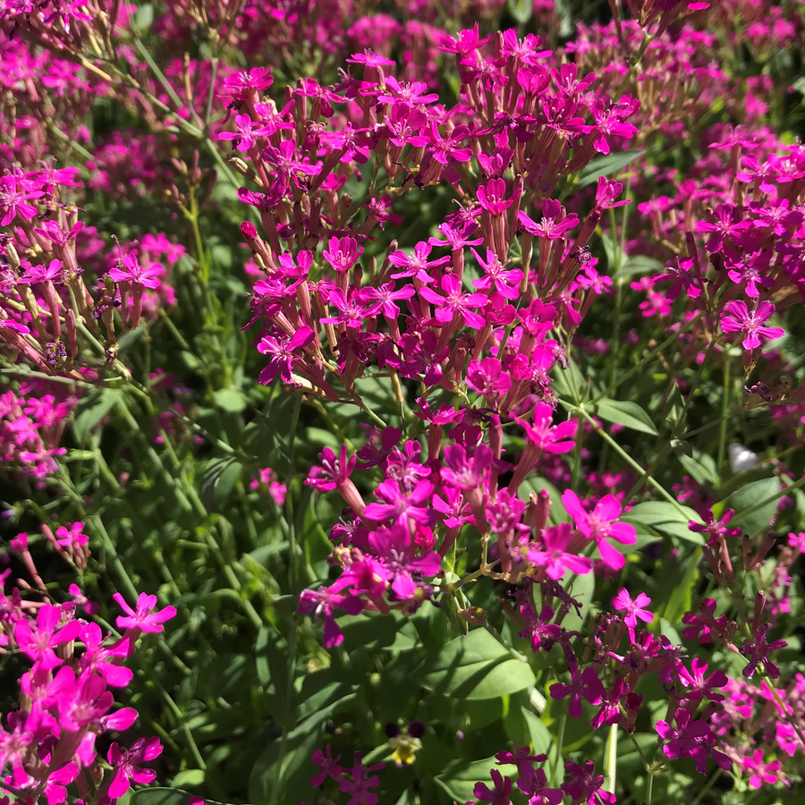 Sweet William Catchfly Seeds (Silene armeria)