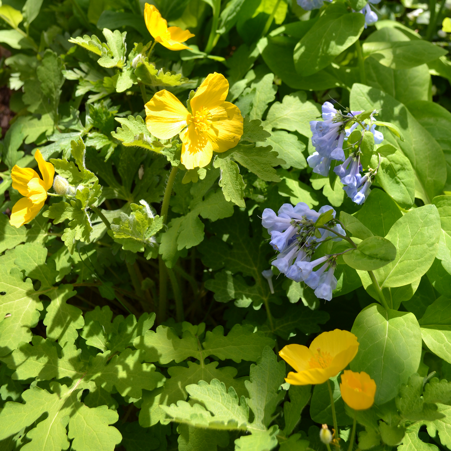 Bare Root Celandine Wood Poppy (Stylophorum diphyllum)