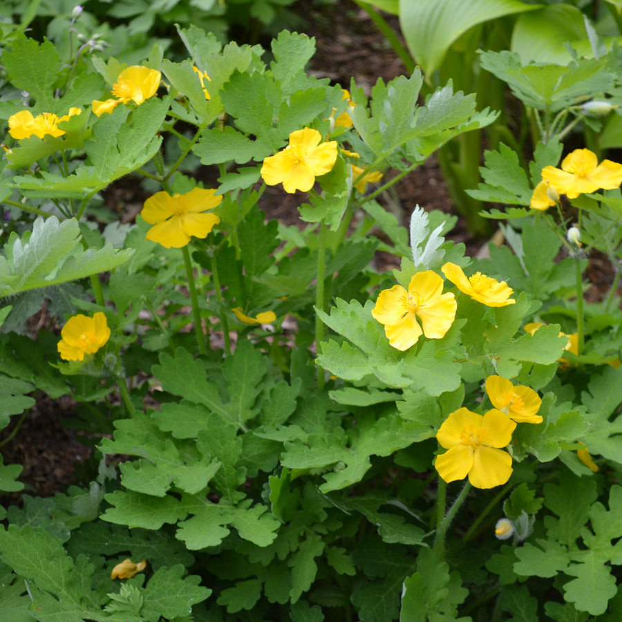 Bare Root Celandine Wood Poppy (Stylophorum diphyllum)