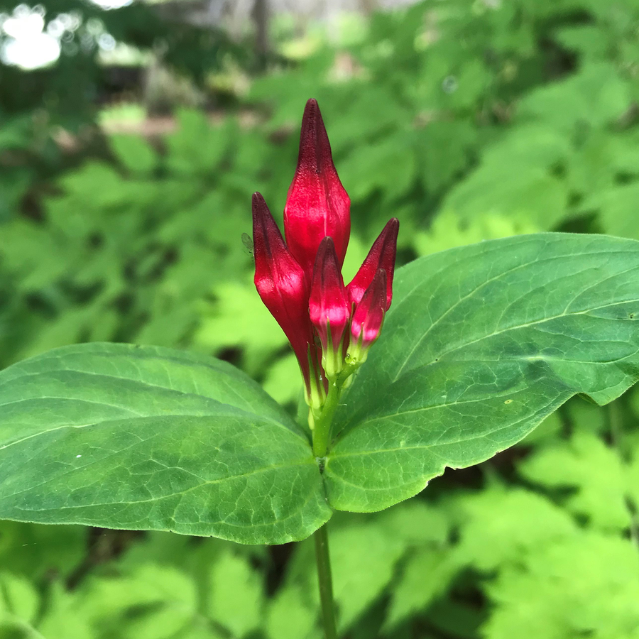 Indian Pink (Spigelia marilandica)