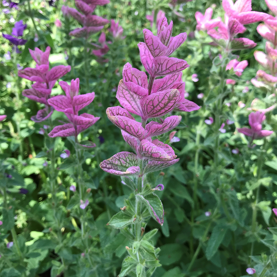 Horminum Sage Seeds (Salvia viridis)