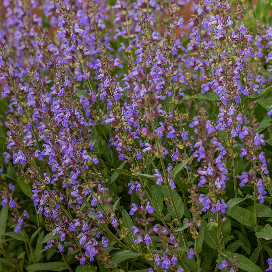 Garden Sage (Salvia officinalis)