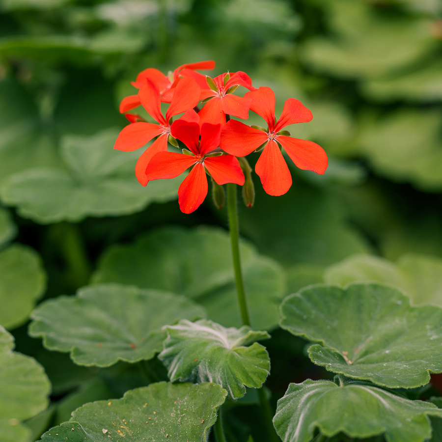 Scarlet Geranium (Pelargonium inquinans)