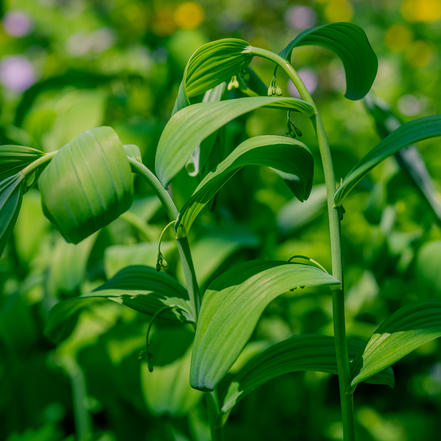 Bare Root Solomon's Seal (Polygonatum biflorum)