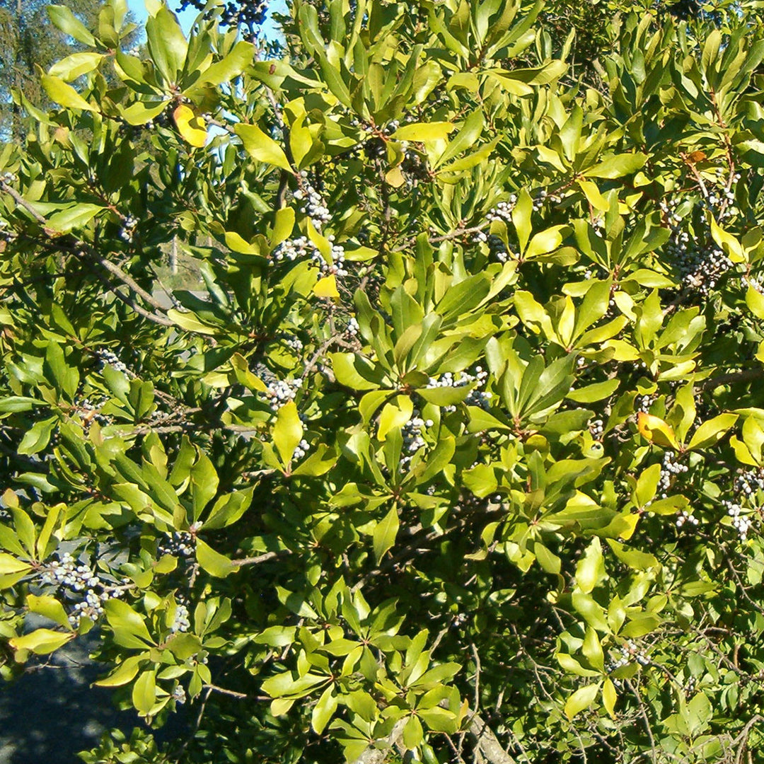 Southern Bayberry; Candleberry (Myrica cerifera (syn. Morella cerifera)