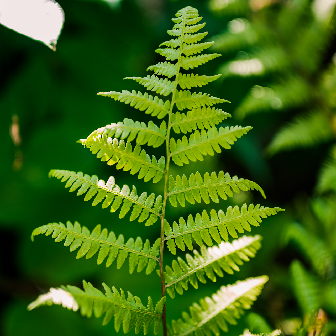 Bare Root Southern Lady Fern (Athyrium filix-femina var. asplenioides ...