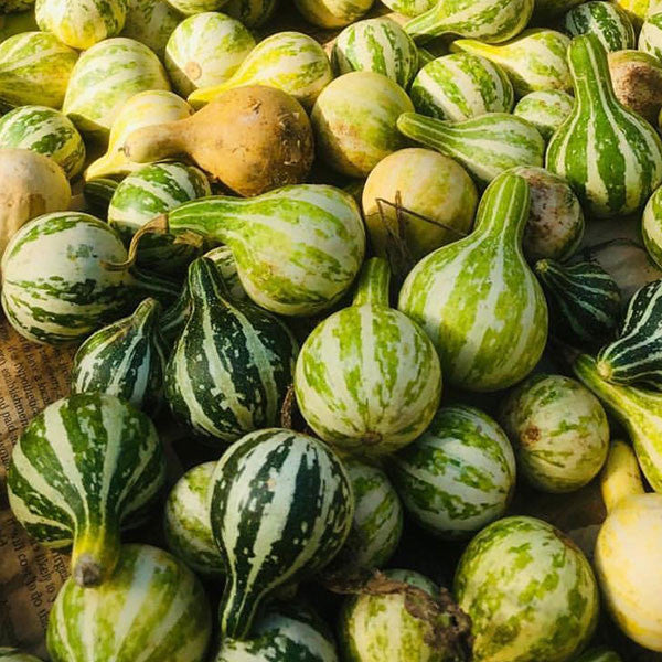 Spinning Gourd Seeds (Cucurbita pepo var. ovifera)