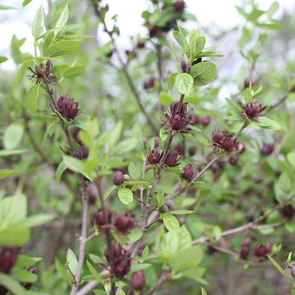 Bare Root Sweet Shrub (Calycanthus floridus)