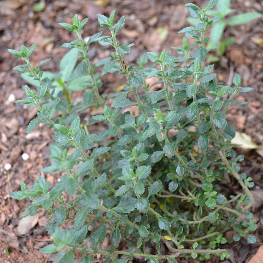 Wall Germander (Teucrium chamaedrys)