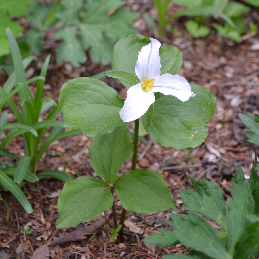 Bare Root White Trillium, Wake-Robin (Trillium grandiflorum)