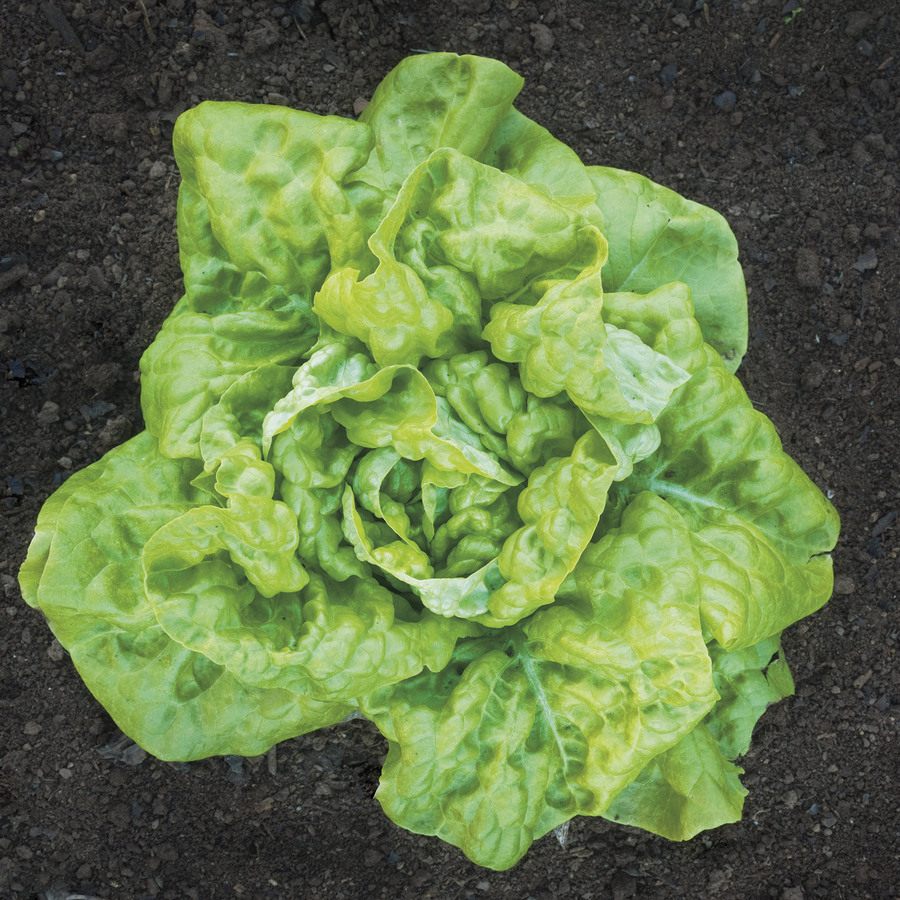 Tennis Ball  Lettuce Seeds (Lactuca sativa cv.)