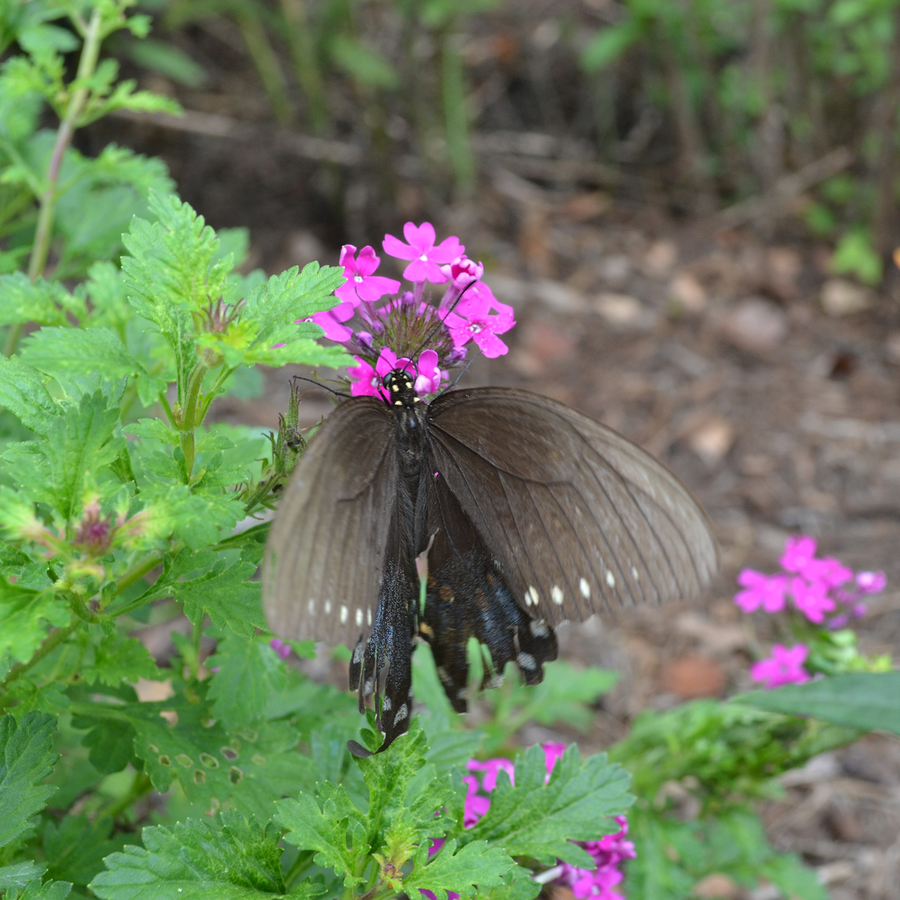 Rose Vervain (Verbena canadensis)