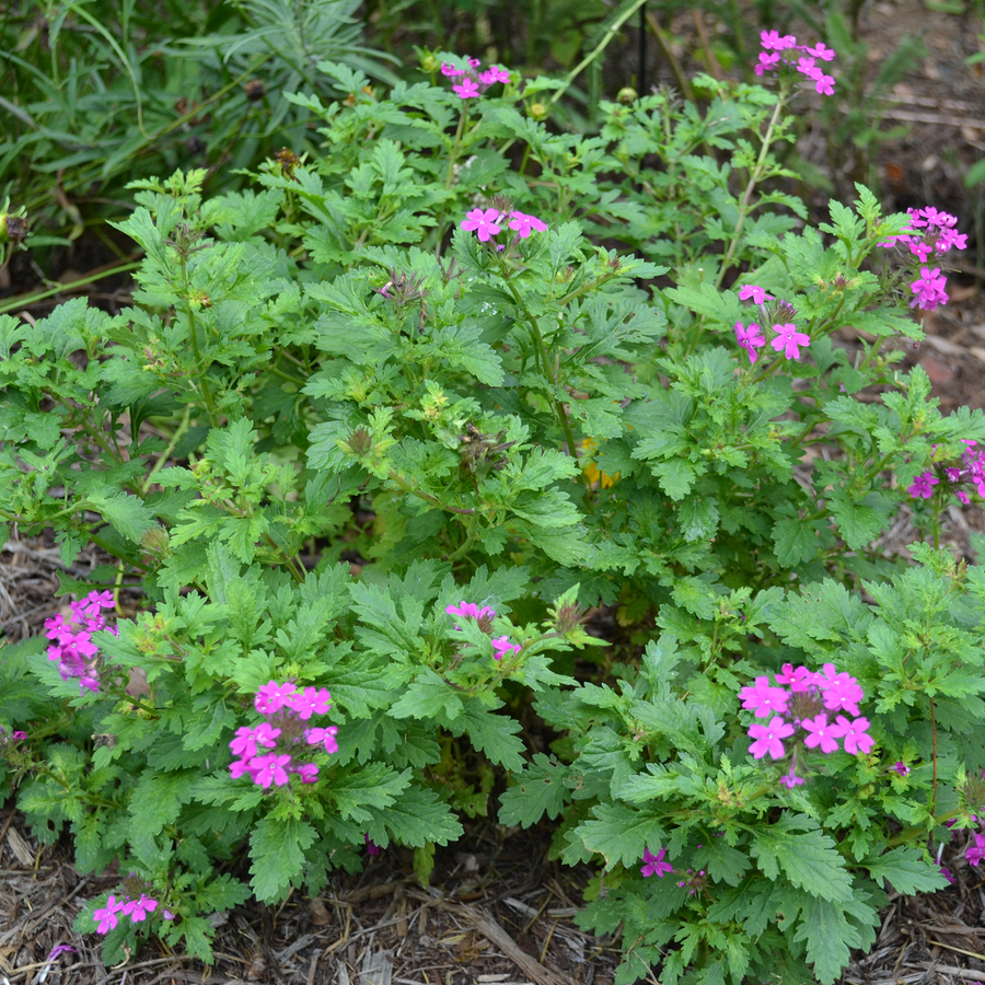 Rose Vervain (Verbena canadensis)