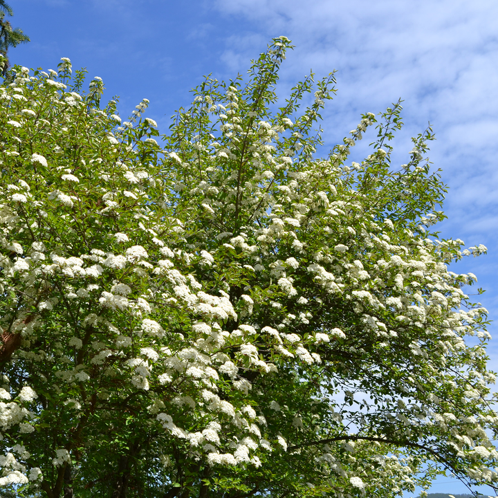 Bare Root Black Haw Viburnum (Viburnum prunifolium)