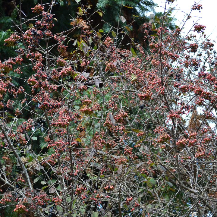 Bare Root Black Haw Viburnum (Viburnum prunifolium)